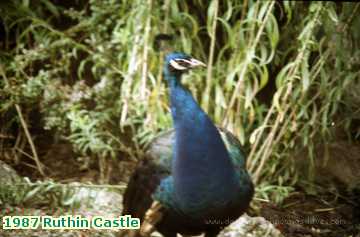  ruth 1987 Ruthin Castle