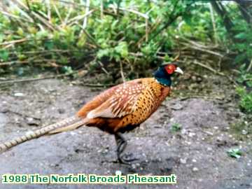  broads 1988 The Norfolk Broads Pheasant