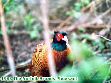  broads 1988 The Norfolk Broads Pheasant