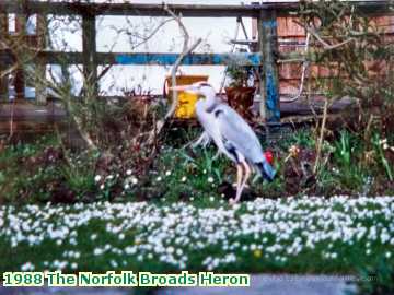  broads 1988 The Norfolk Broads Heron