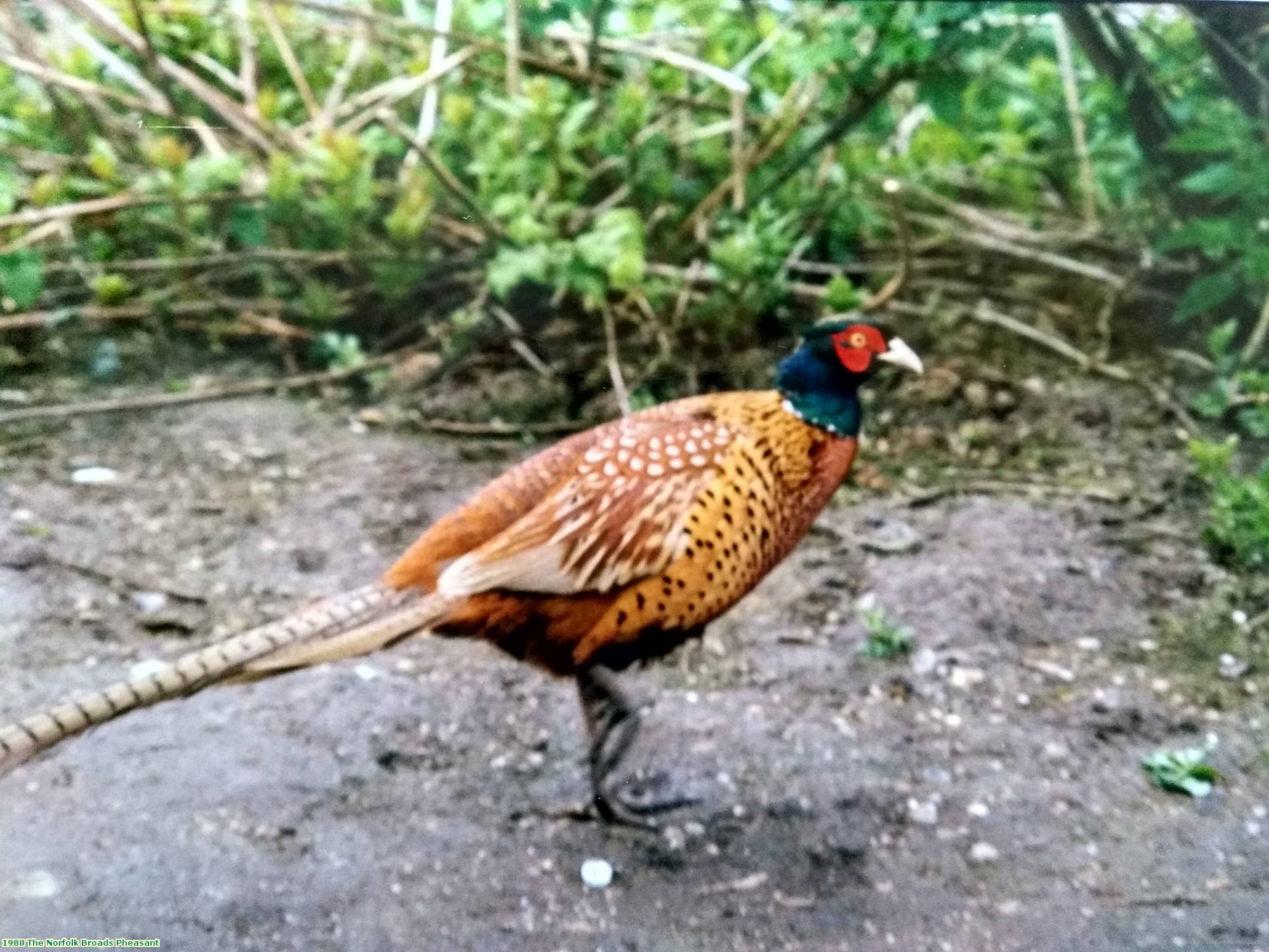 1988 The Norfolk Broads Pheasant