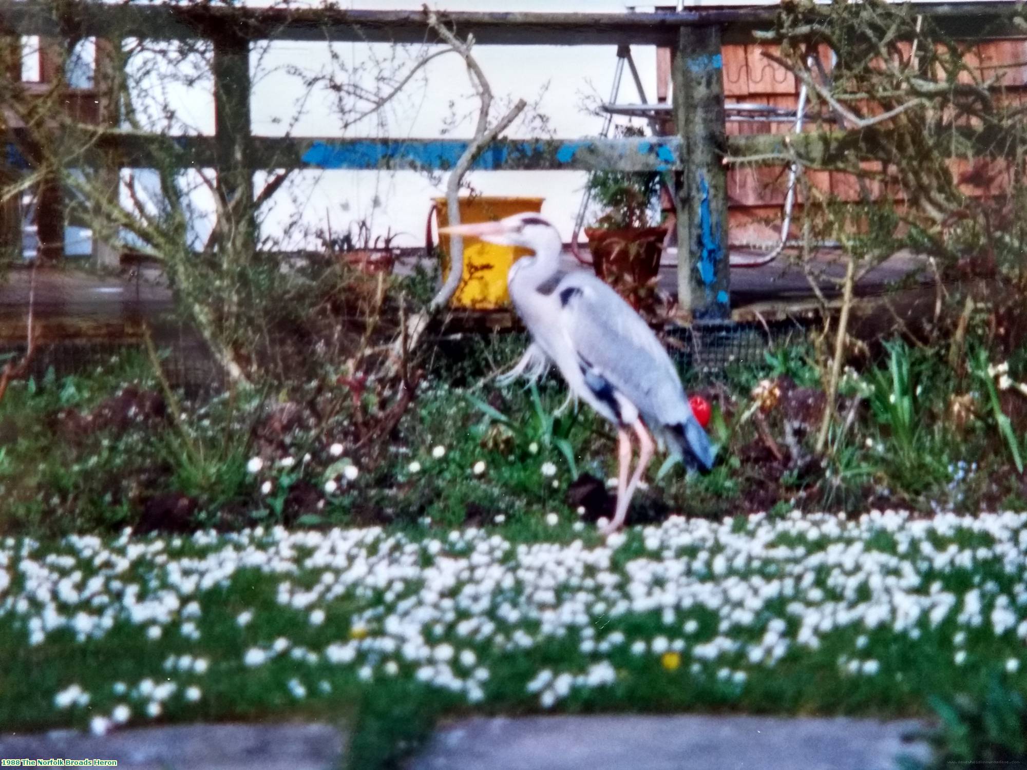 1988 The Norfolk Broads Heron