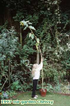  gard 1997 our garden