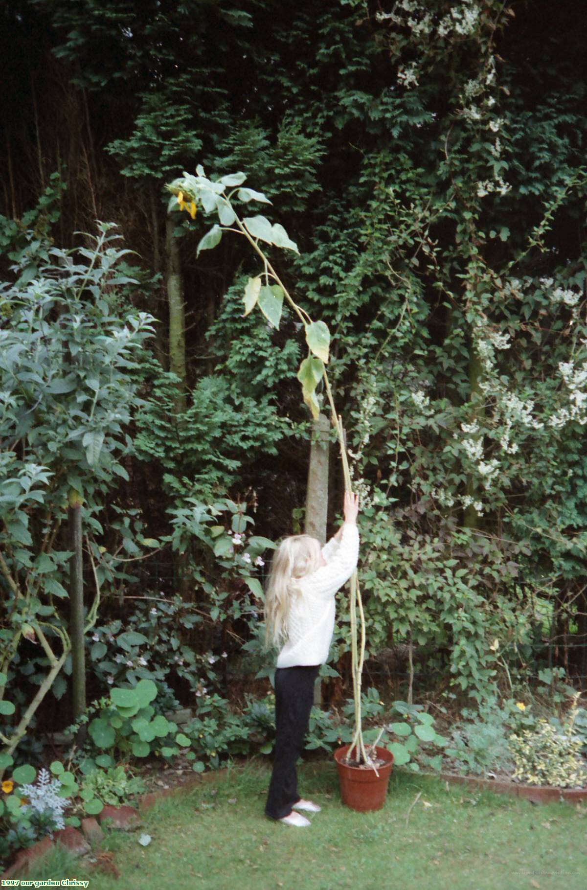 1997 our garden Chrissy