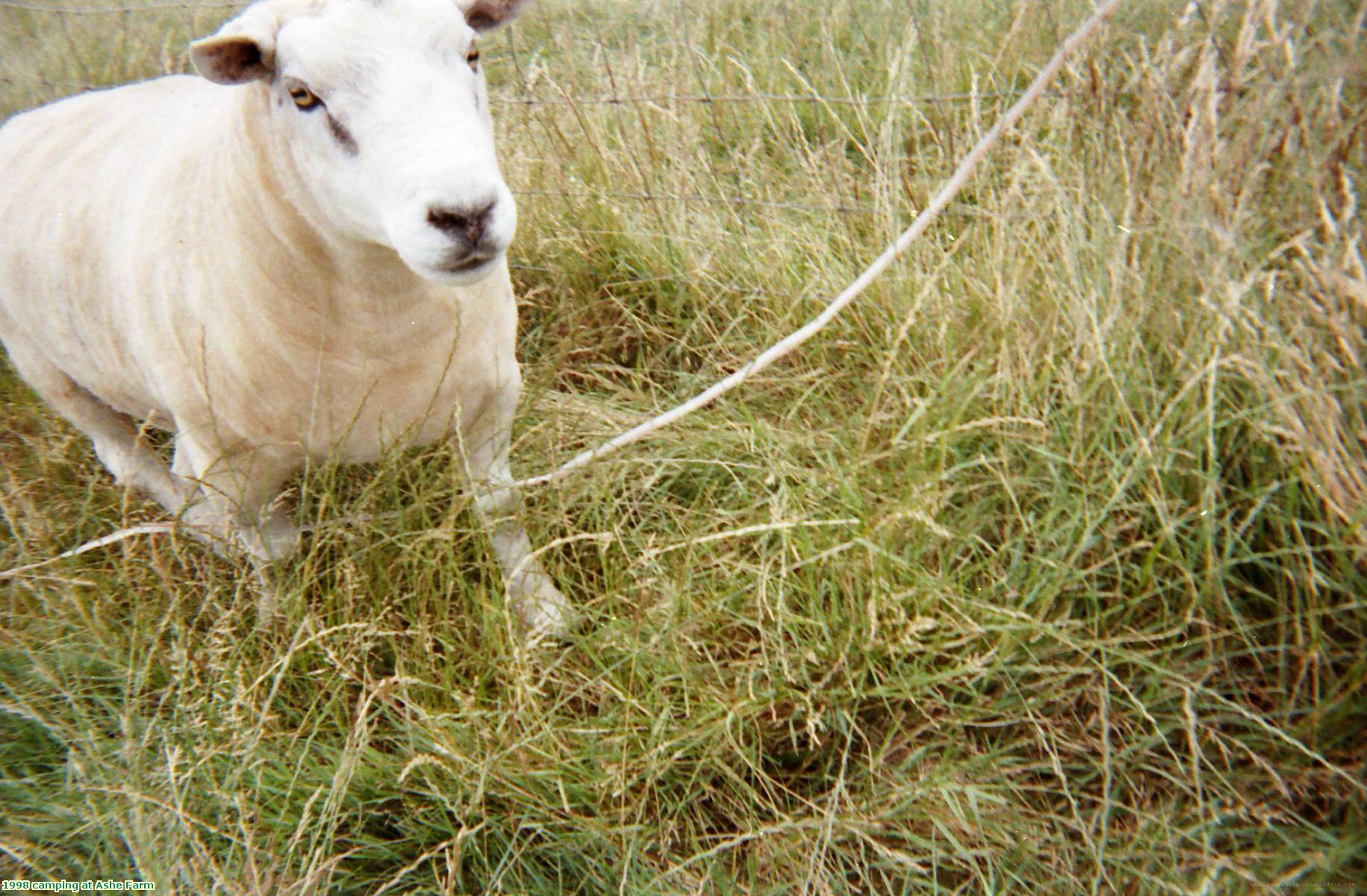 1998 camping at Ashe Farm