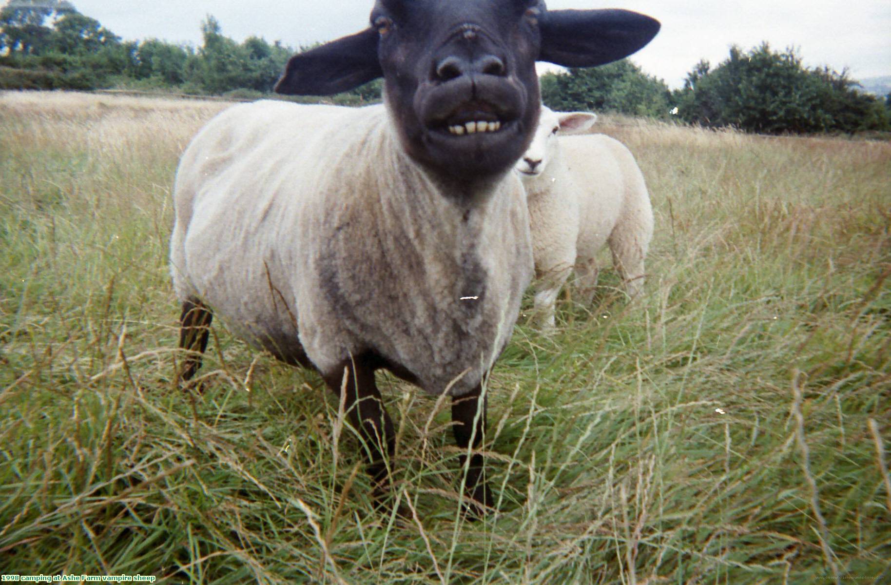 1998 camping at Ashe Farm vampire sheep