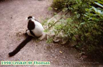  cricket 1998 Crisket St Thomas