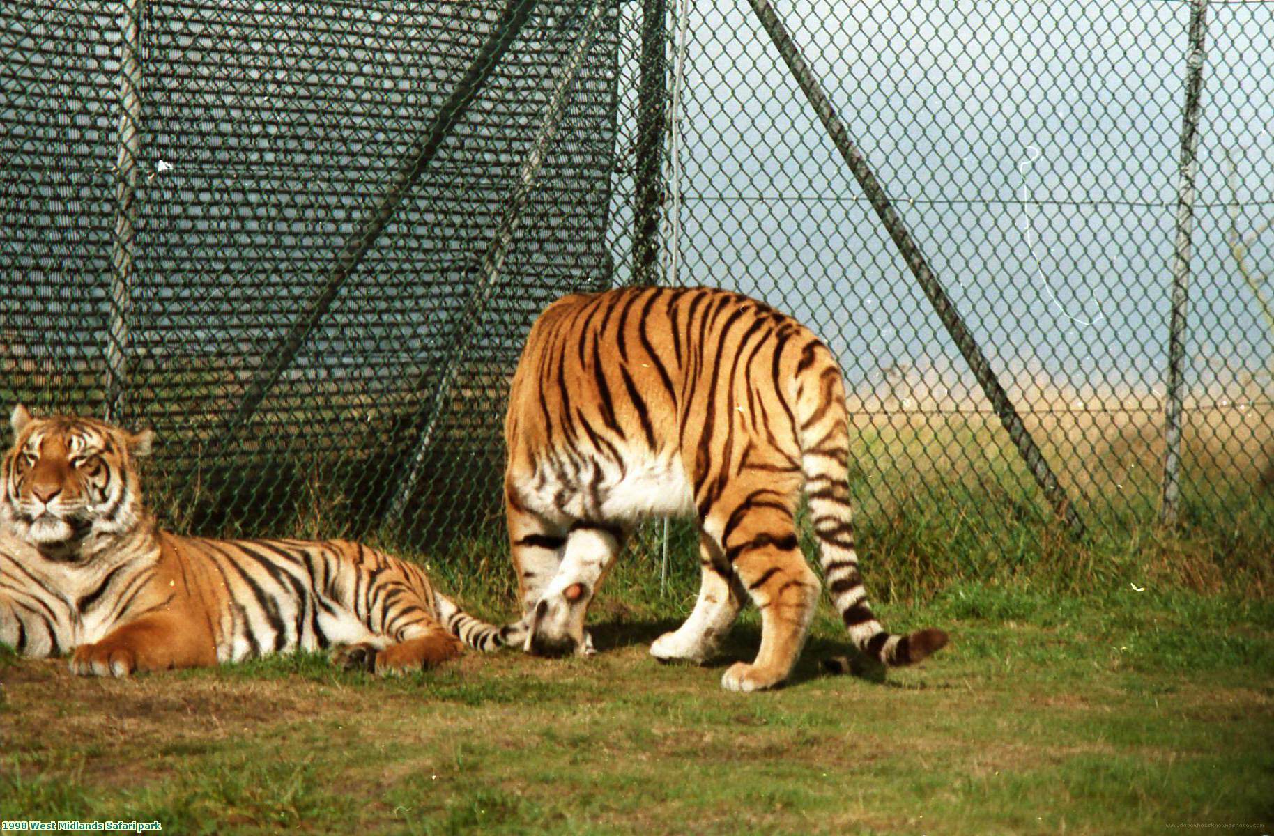 1998 West Midlands Safari park