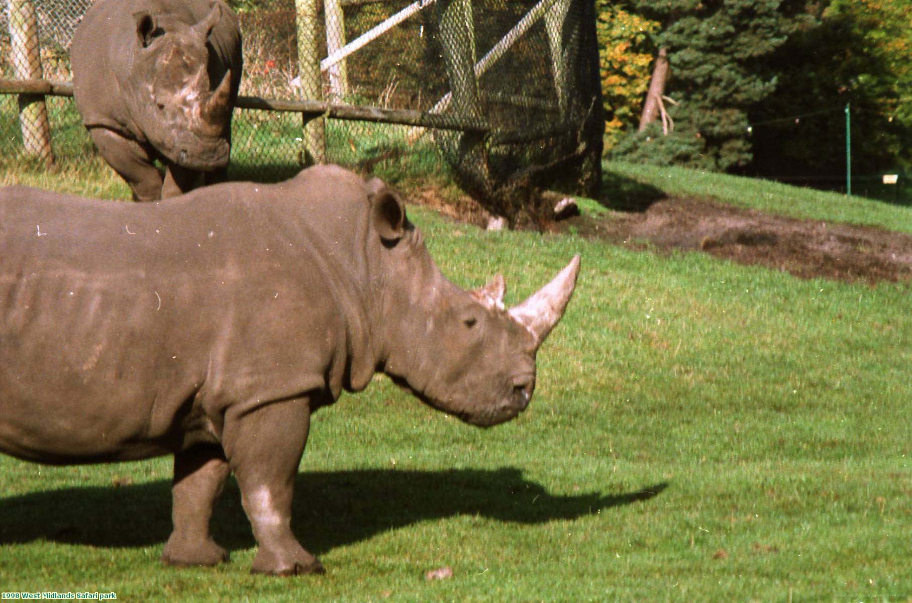 1998 West Midlands Safari park