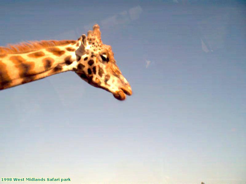 1998 West Midlands Safari park