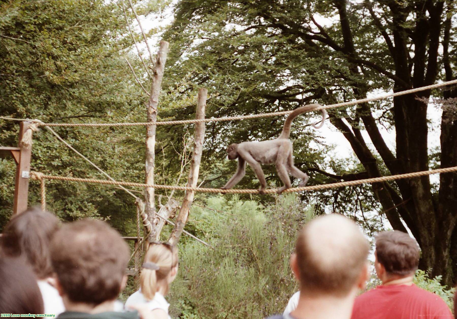 1999 Looe monkey sanctuary