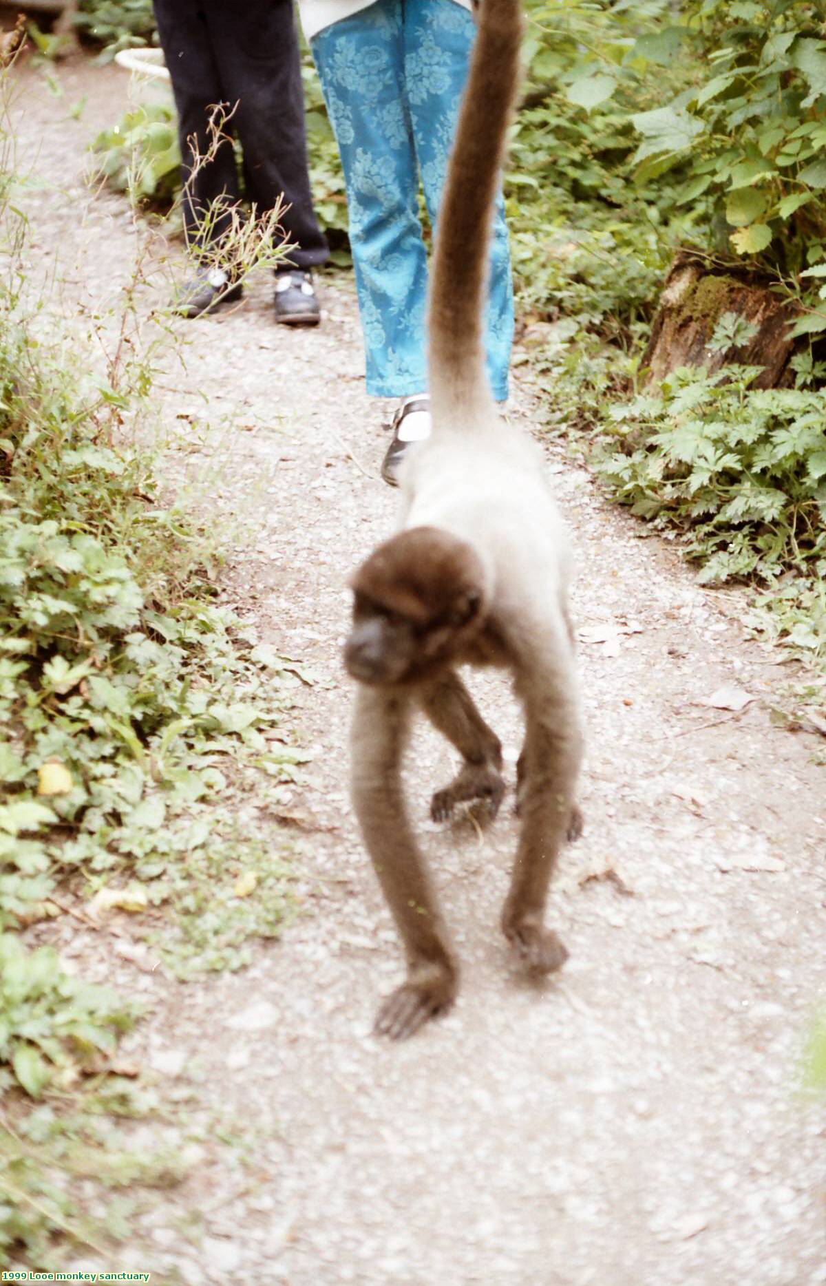 1999 Looe monkey sanctuary