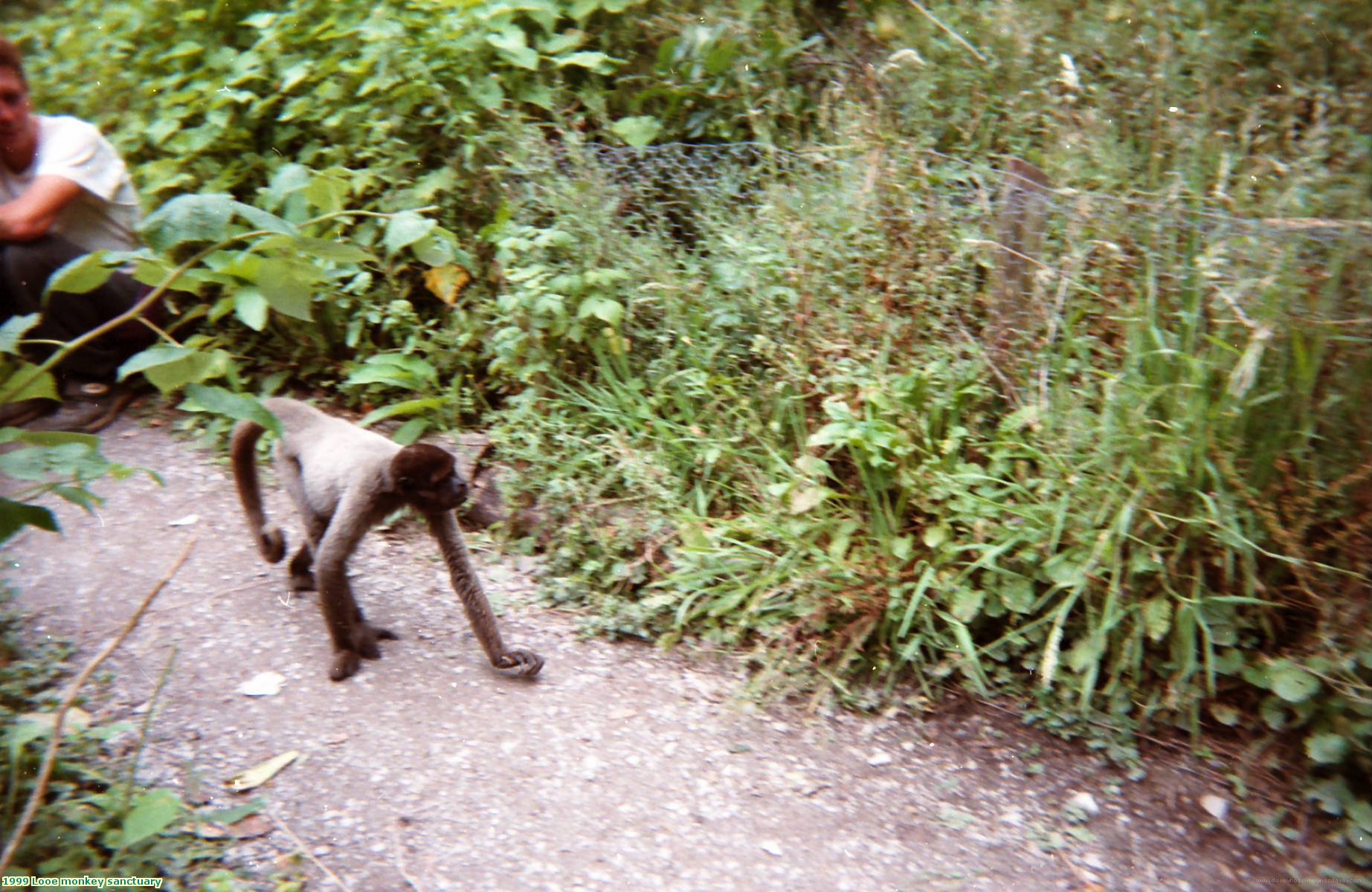 1999 Looe monkey sanctuary