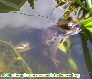 2000 a few pictures around the house frog