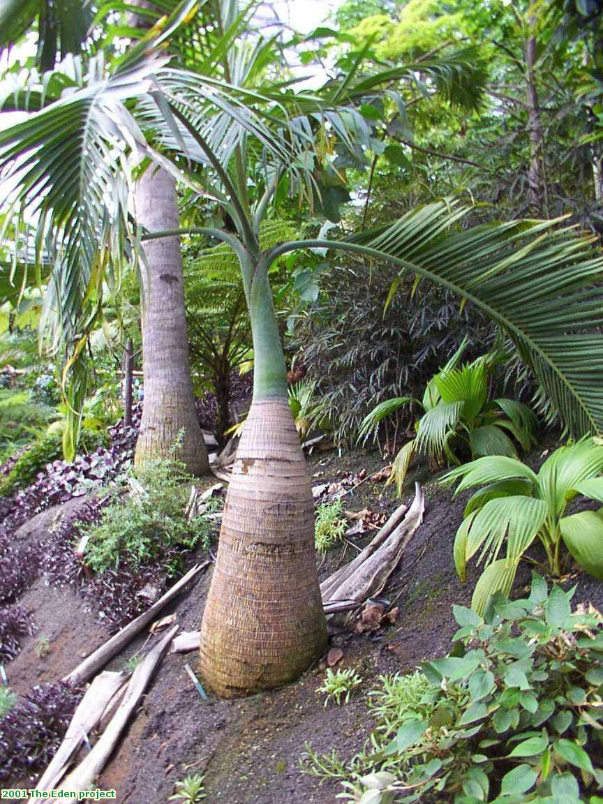 2001 The Eden project