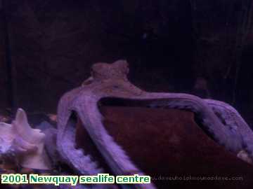  newq 2001 Newquay sealife centre