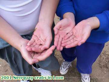  newq 2001 Newquay crabs in Looe