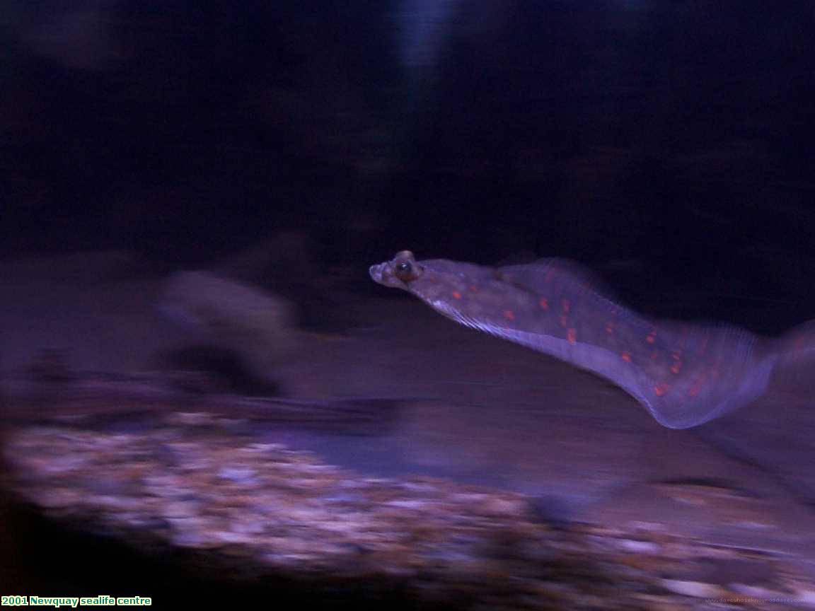 2001 Newquay sealife centre