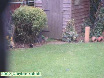  garden 2002 Garden rabbit