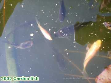  garden 2002 Garden fish