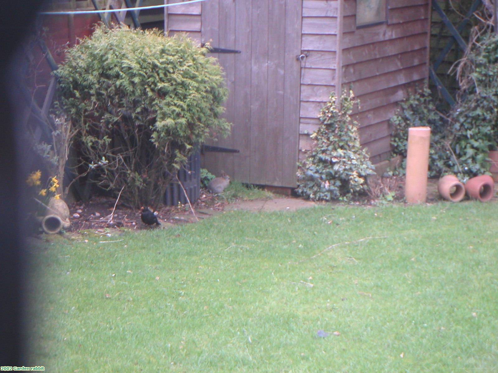 2002 Garden rabbit