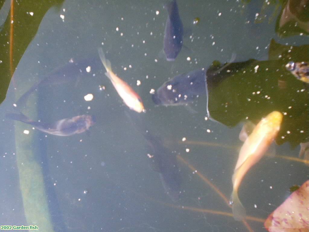 2002 Garden fish