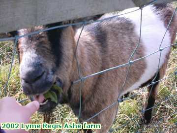  lyme 2002 Lyme Regis Ashe farm