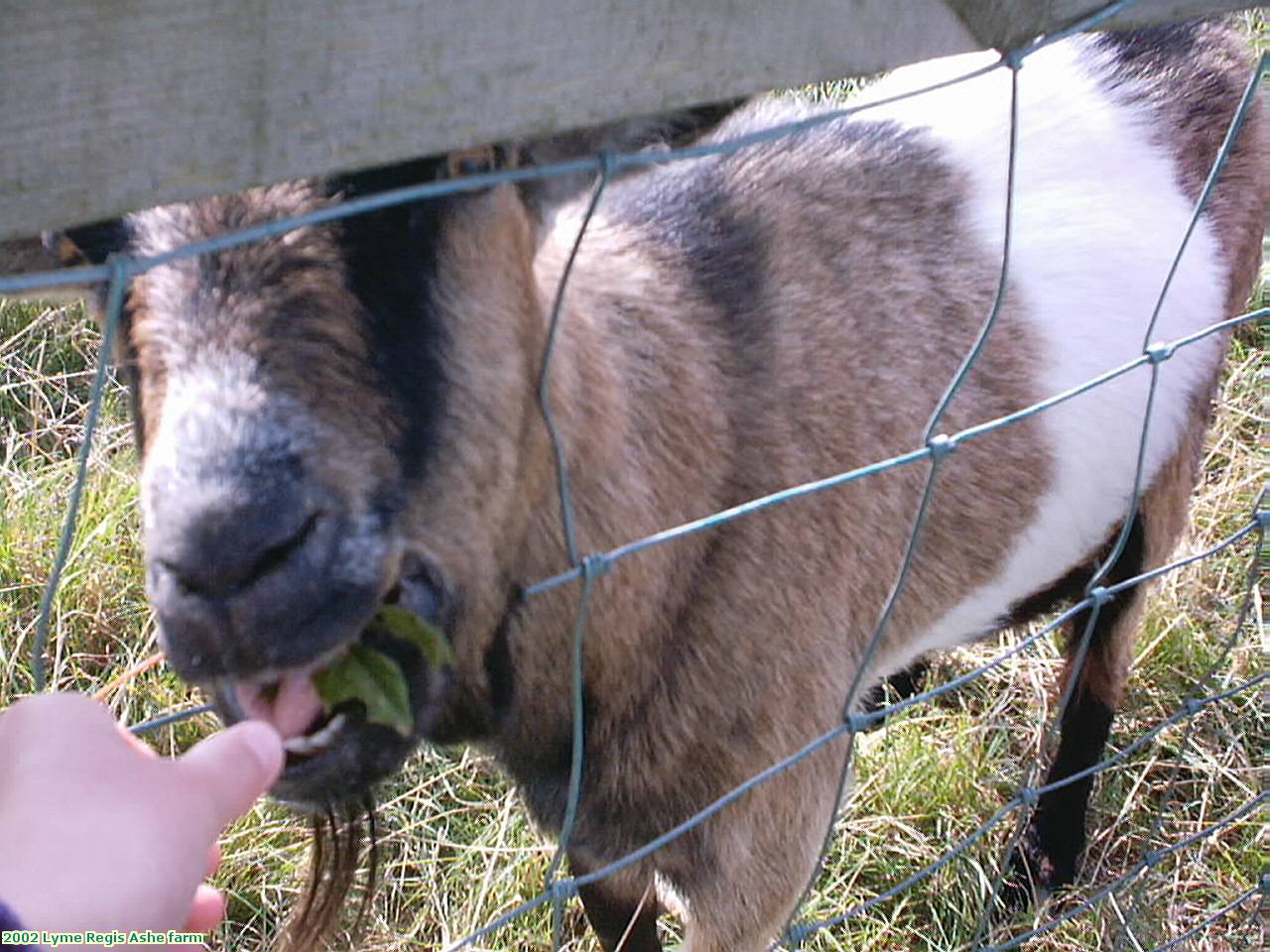 2002 Lyme Regis Ashe farm