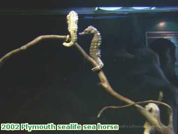  plym 2002 Plymouth sealife sea horse