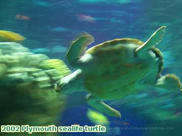  plym 2002 Plymouth sealife turtle