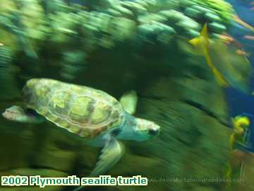  plym 2002 Plymouth sealife turtle