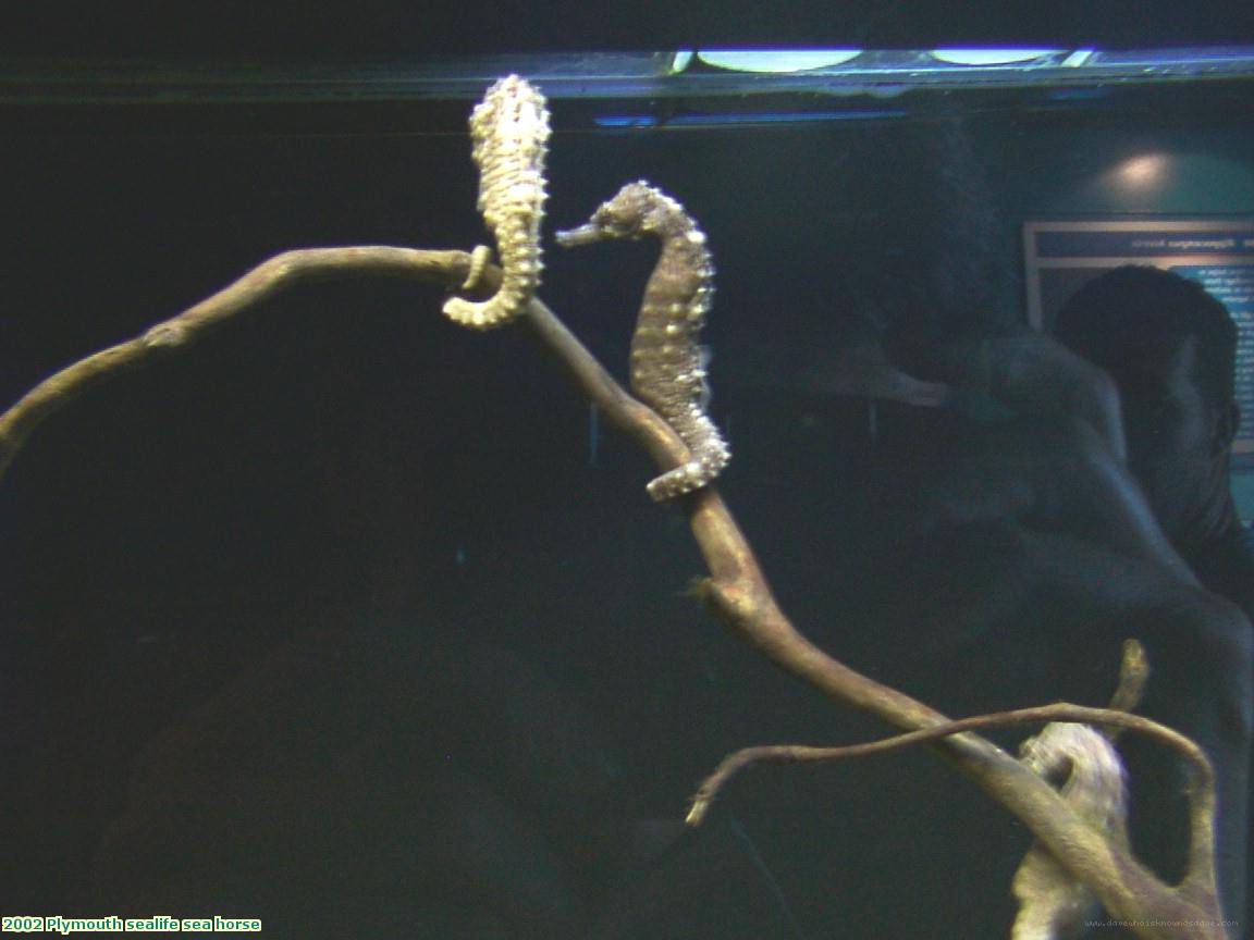 2002 Plymouth sealife sea horse