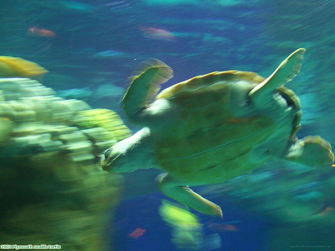 2002 Plymouth sealife turtle