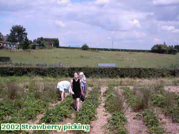  straw 2002 Strawberry picking