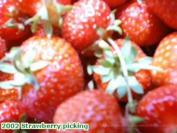  straw 2002 Strawberry picking