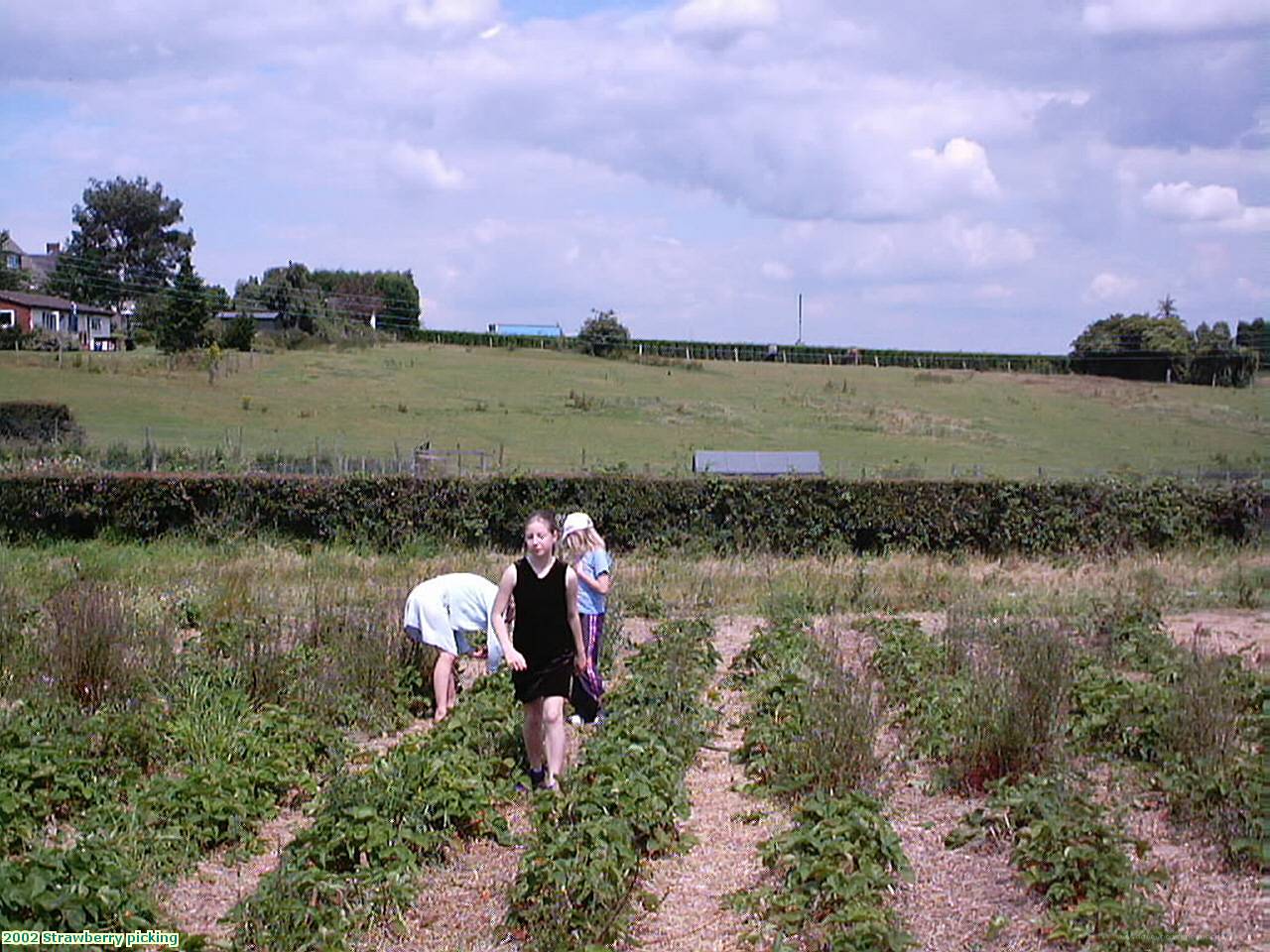 2002 Strawberry picking