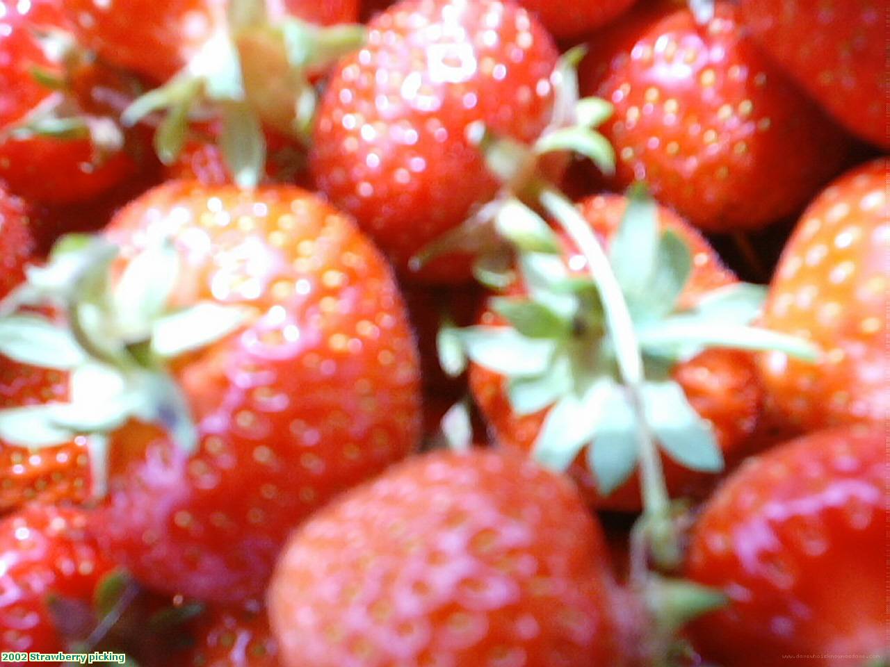 2002 Strawberry picking