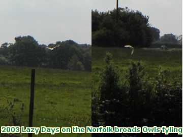  broads 2003 Lazy Days on the Norfolk broads Owls fyling across the fields