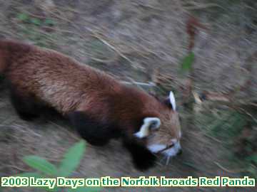  broads 2003 Lazy Days on the Norfolk broads Red Panda