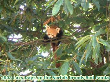  broads 2003 Lazy Days on the Norfolk broads Red Panda