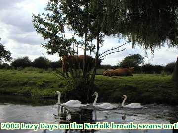  broads 2003 Lazy Days on the Norfolk broads swans on the river