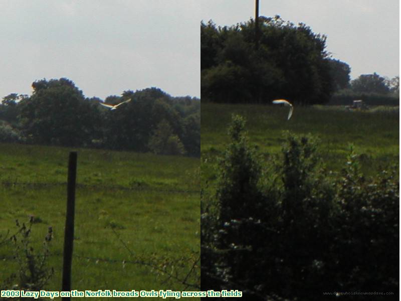 2003 Lazy Days on the Norfolk broads Owls fyling across the fields