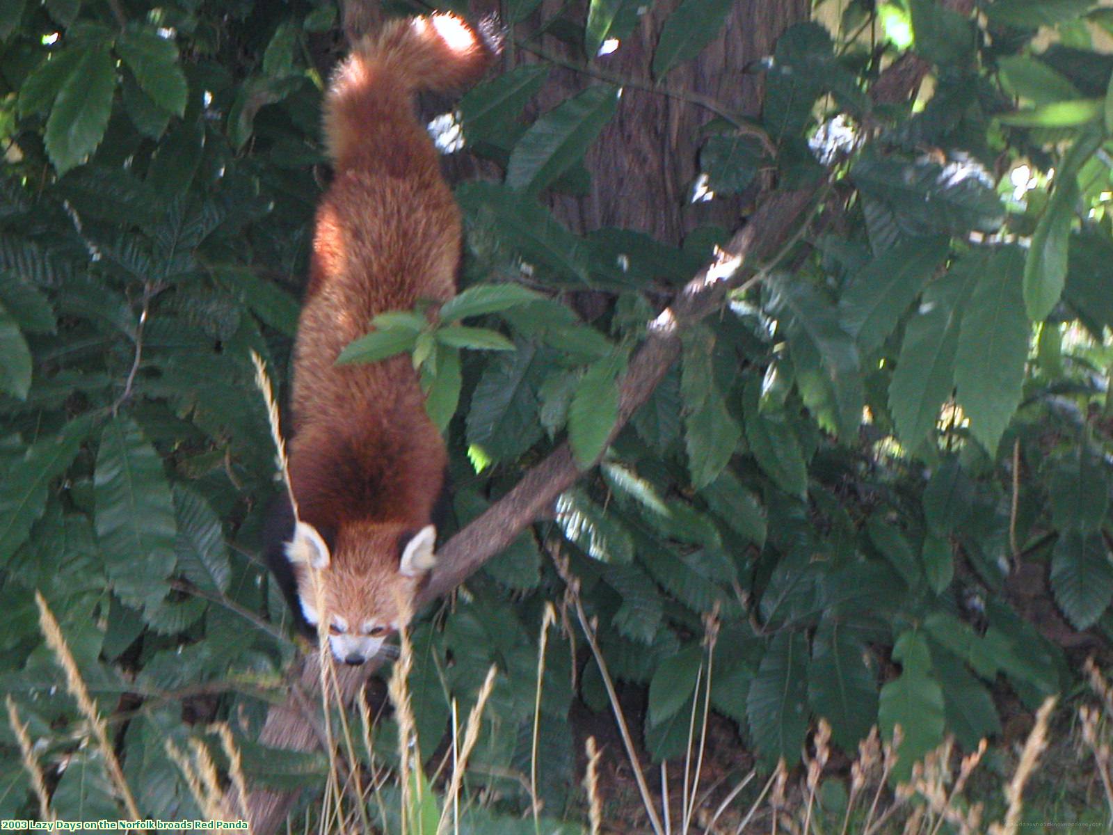 2003 Lazy Days on the Norfolk broads Red Panda