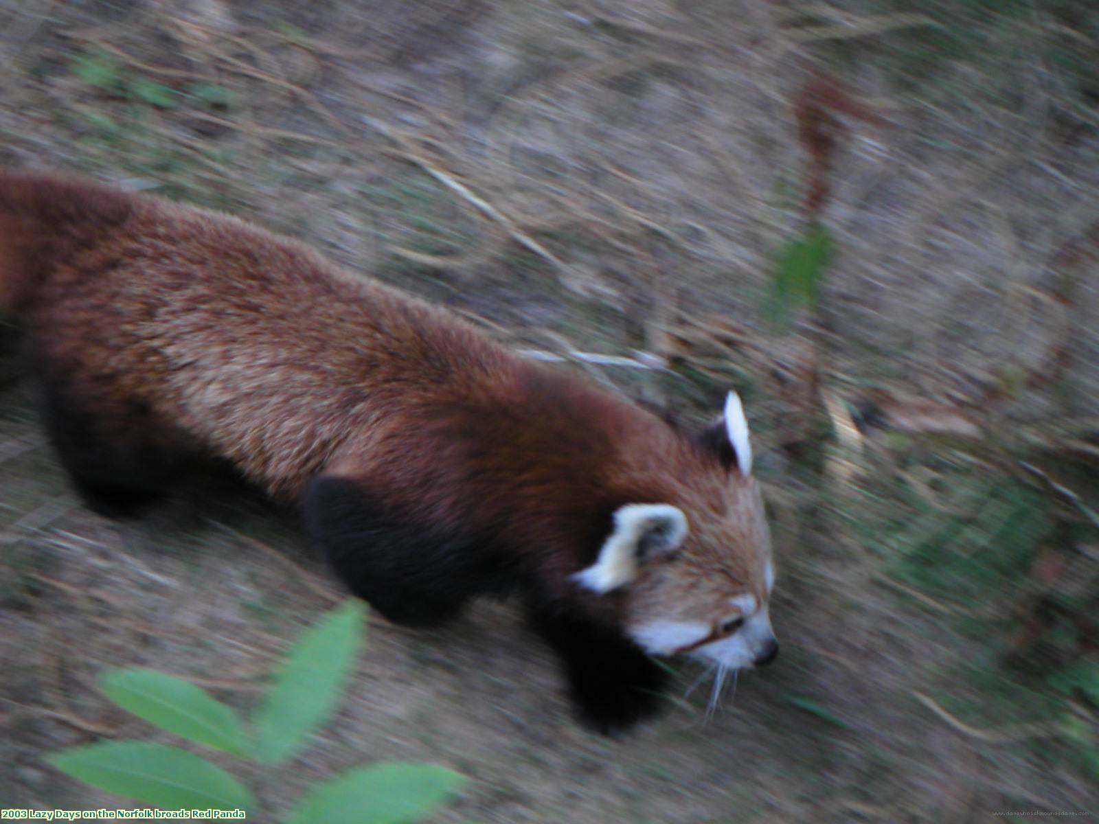 2003 Lazy Days on the Norfolk broads Red Panda