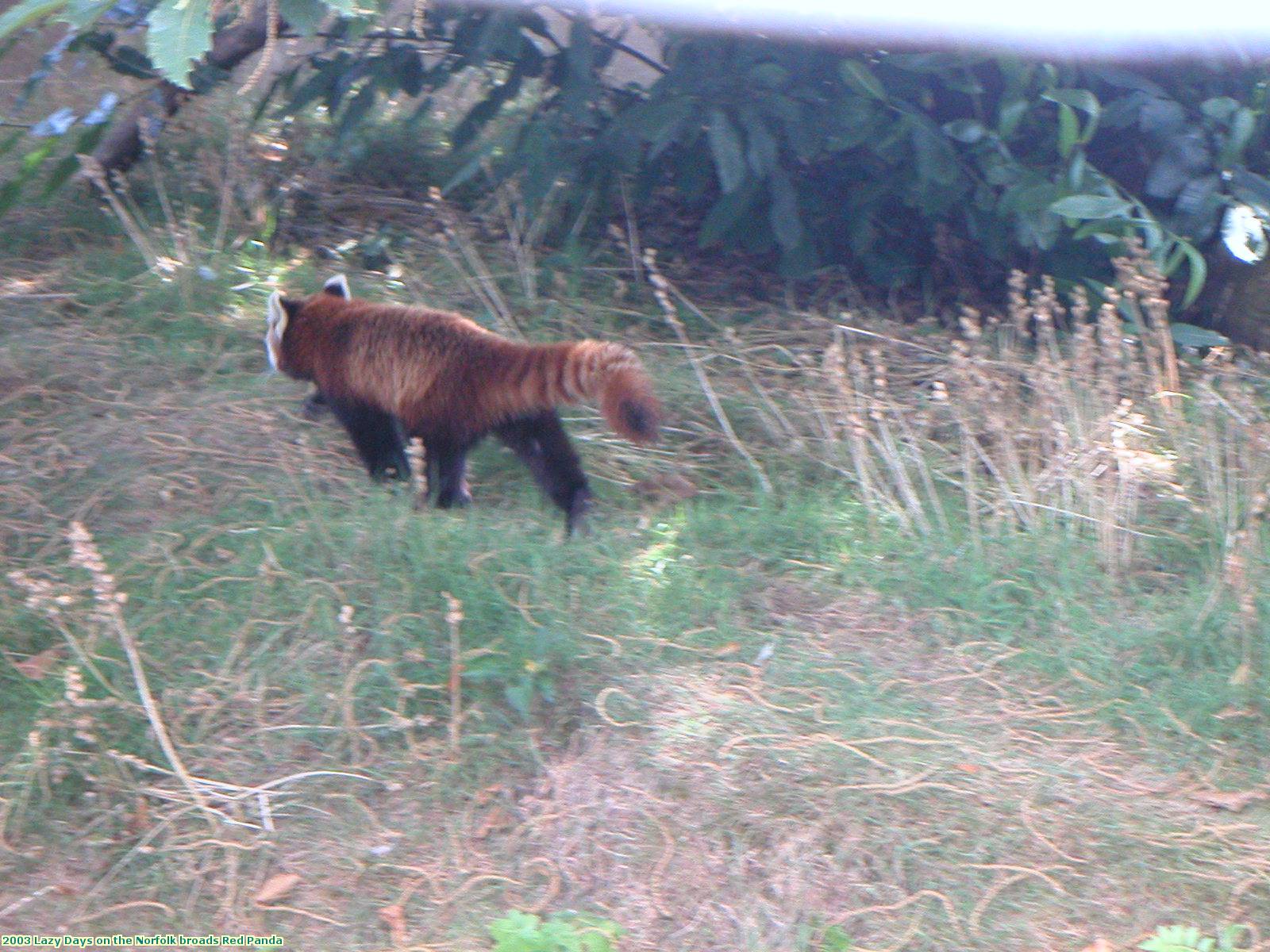 2003 Lazy Days on the Norfolk broads Red Panda