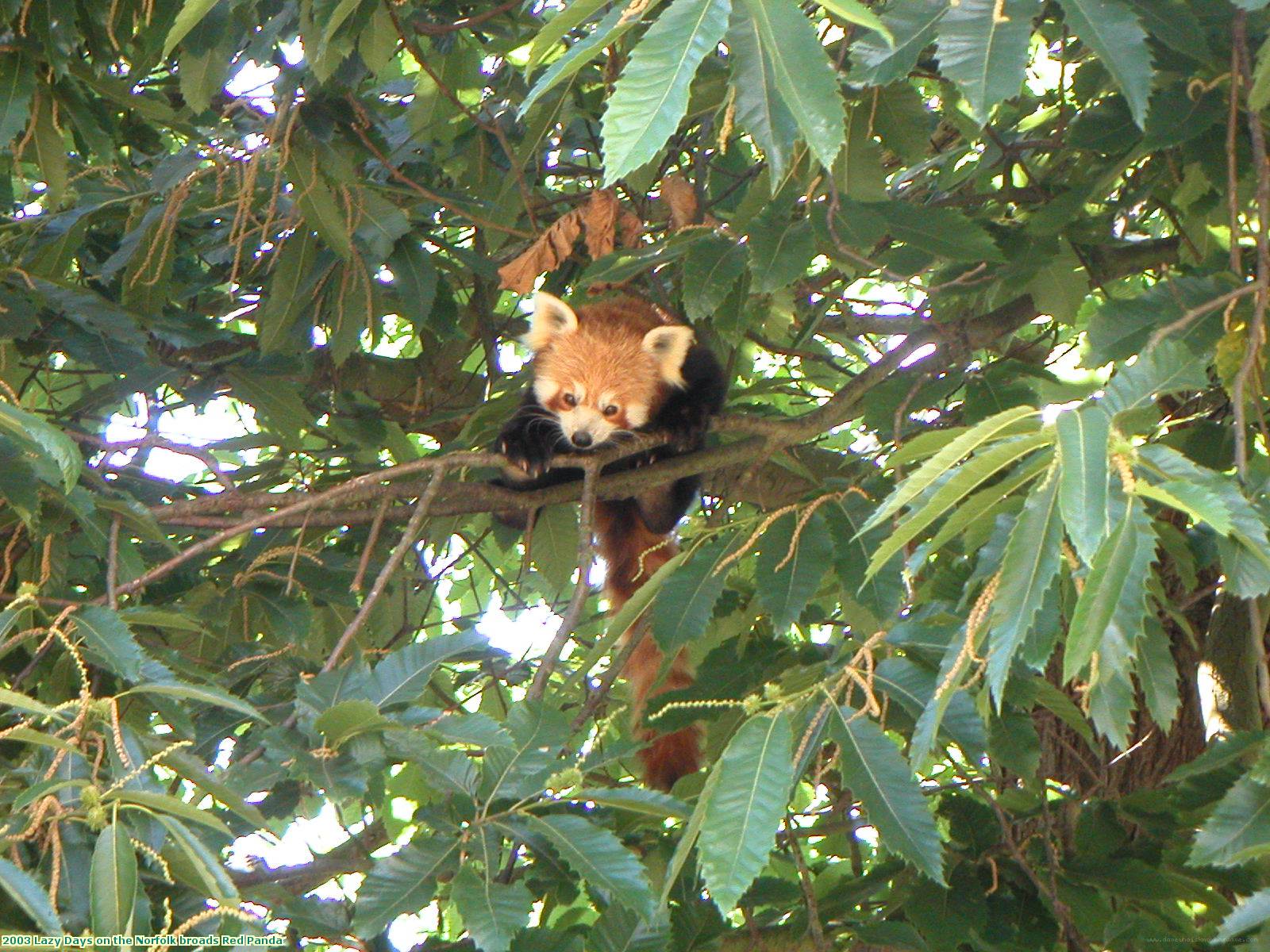 2003 Lazy Days on the Norfolk broads Red Panda