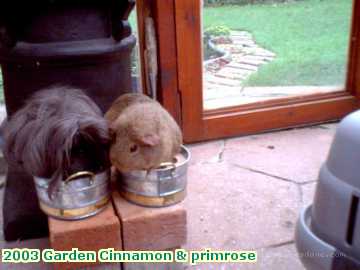  garden 2003 Garden Cinnamon & primrose