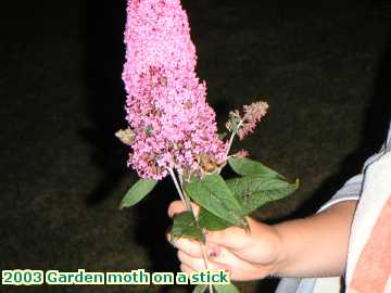  garden 2003 Garden moth on a stick