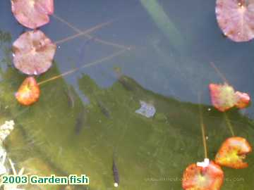  garden 2003 Garden fish