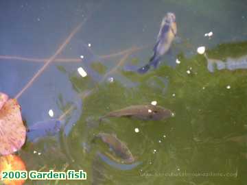  garden 2003 Garden fish